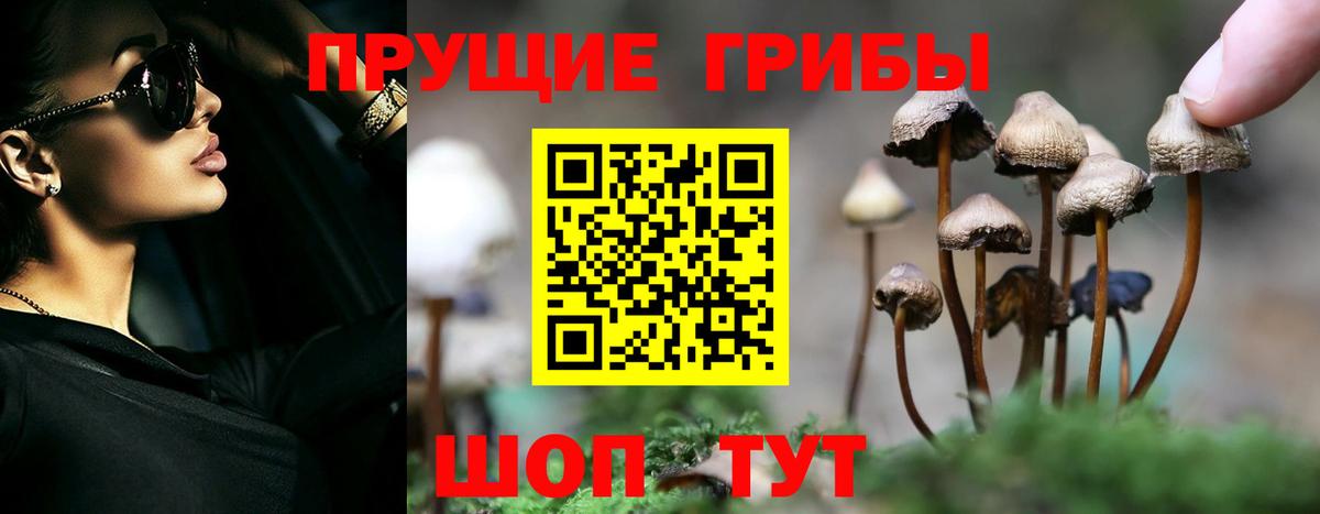 Псилоцибиновые грибы Psilocybe Пятигорск